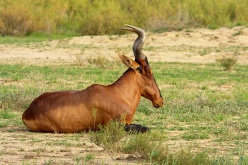 Kgalagadi Transfrontier Park one of the great parks of South Africa wildlife and hospitality in the Kalahari desert