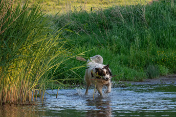 happy white dog playing in water