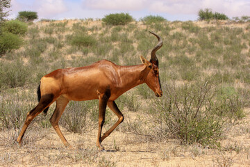 Kgalagadi Transfrontier Park one of the great parks of South Africa wildlife and hospitality in the Kalahari desert