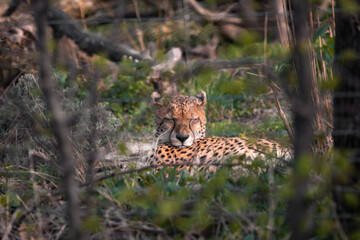Gepard schläft im Gras © Vanell