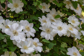Abundant flowering of white clematis Guernsey Cream on trellis in garden, summer sunny day