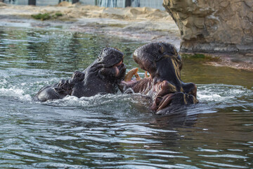 Flusspferde beim Spielen im Wasser