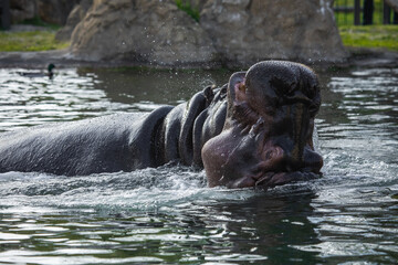 Flusspferde beim Spielen im Wasser