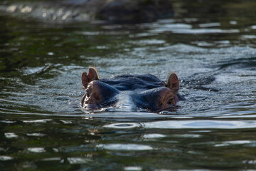Fototapeta premium Flusspferd schaut aus dem Wasser