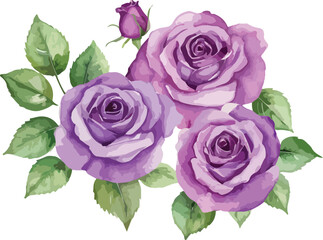 beautiful purple roses watercolor isolated. Vector illustration