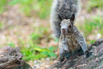 Fototapeta premium A squirrel curious about the camera