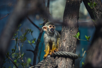Totenkopfäffchen sitzt im Baum