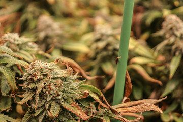 Flowers of cannabbis buds on plants