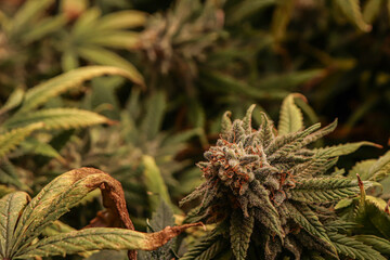 Growing indoor marijuana plants in bloom.