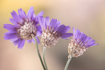 Fioletowe kwiaty Kupidynka na jasnym tle. Tapeta, dekoracja. © mycatherina