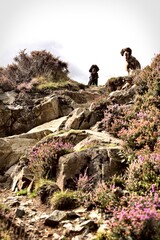 dogs on rocks