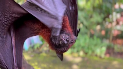 Giant fruit bats or large flying foxes - Pteropus vampyrus, Pteropus giganteus. A tourist area in Bali, Indonesia. Flying foxes in daytime. These fruit fly bats are hanging upside down in the jungle