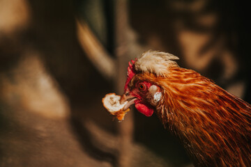 Nahaufnahme eines Huhns mit Brot im Schnabel