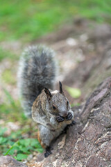 A squirrel eating a nut