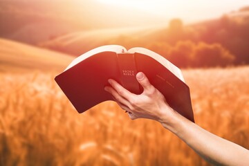 Open bible book in hands at wheat field
