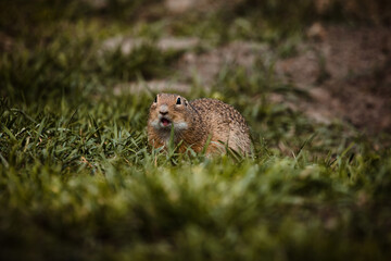 Ziesel sitzt im Gras