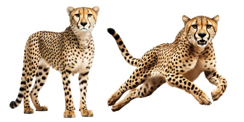 cheetah isolated on a transparent background