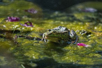 Fototapeta premium Frosch sitzt in schleimigem Wasser