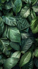 Close Up Of Dew-Covered Green Leaves In A Garden