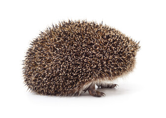 One hedgehog isolated.