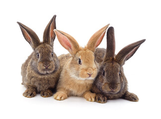 Fototapeta premium Three little rabbits.