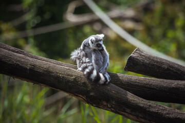 Katta sitzt auf Baumstamm und hält seinen Schwanz fest