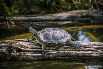 Rotwangen-Schmuckschildkröte sitzt auf Baumstamm im Wasser