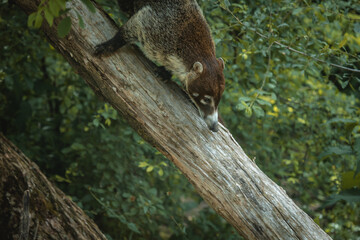 Nasenbär klettert über Baumstamm