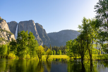 Fototapeta premium Yosemite Falls over the tree line and flooded Merced River, taken from the meadows of Yosemite National Park, during the summer.