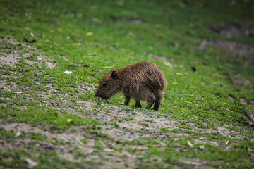 Capybara-Jungtier auf einer Wiese