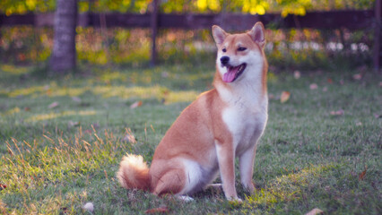 Close-up Portrait of female Shiba inu (dog) in the garden at golden sunset in summer.