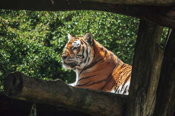 Tiger liegt auf Hochstand