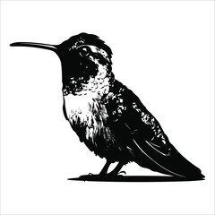Obraz premium Hummingbird, Vector, illustration, silhouette