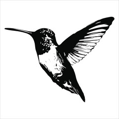 Hummingbird, Vector, illustration, silhouette