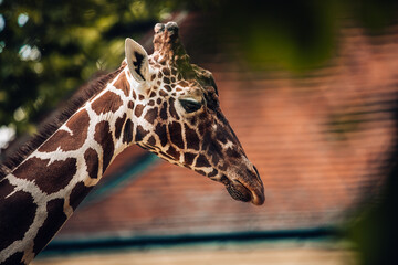Portrait einer Giraffe