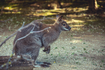 Känguru von der Seite
