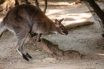 Känguru springt durch die Gegend