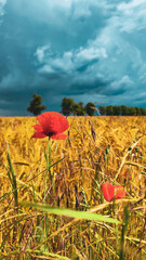 wheat field and poppies and cloudy sky