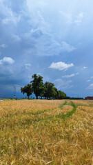 wheat field and blue sky