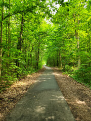 path in the forest