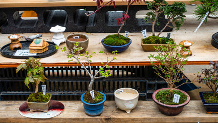 TOKYO, JAPAN April 2024 : bonsai trees for sale on wooden table, open air market in Ueno, Tokyo, Japan