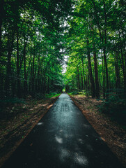 path in the forest