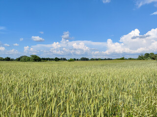 wheat field and sky