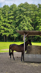 horse on a meadow