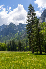 The peaceful and tranquil El Capitan meadows in the Yosemite National Park at the valley floor....