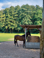 horse in the forest