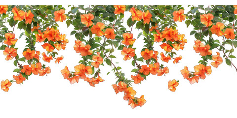 PNG Orange flowers outdoor pattern nature