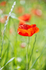 Red windflowers anemone in the green field in pastel colors