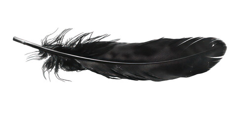 PNG Black feather white background lightweight