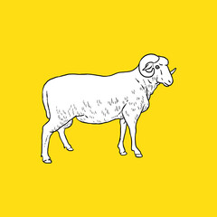 Vintage Sheep Side. Sketch and Drawing Style.